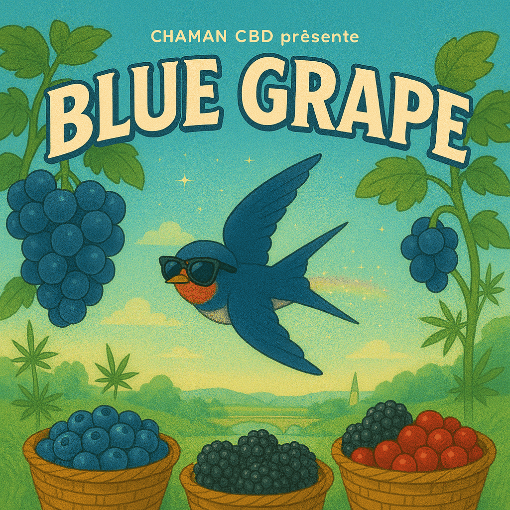 BLUE GRAPE CHAMAN CBD