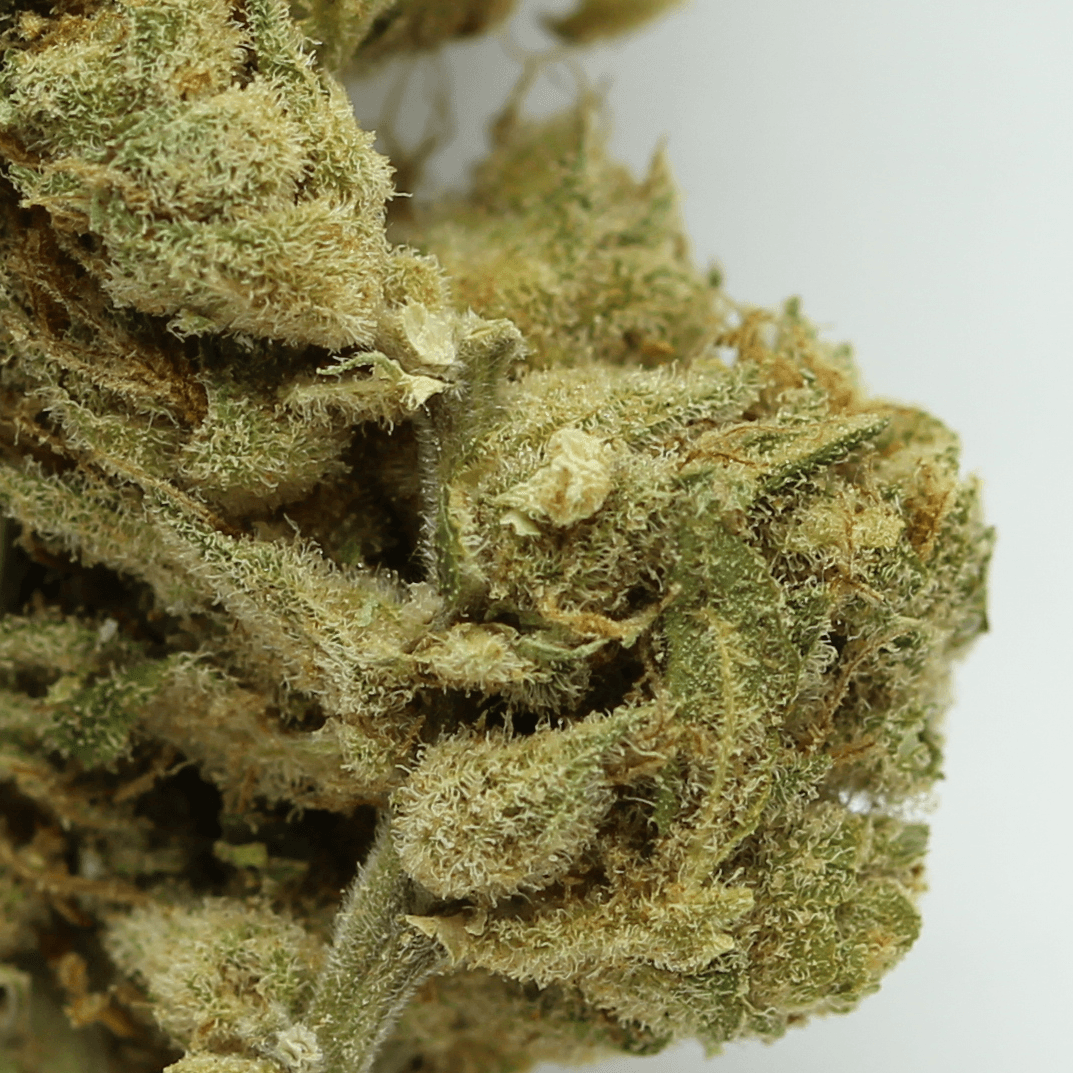 Amnésia Haze CBD Indoor