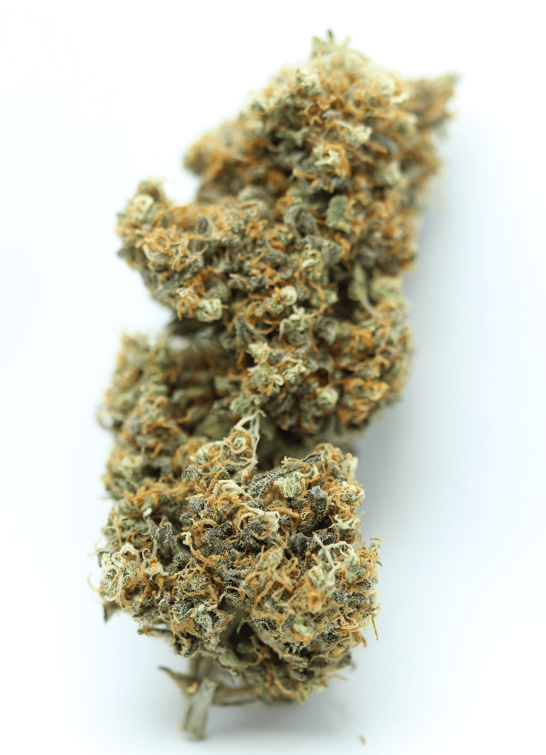 Gorilla 9 INDOOR – Image 3