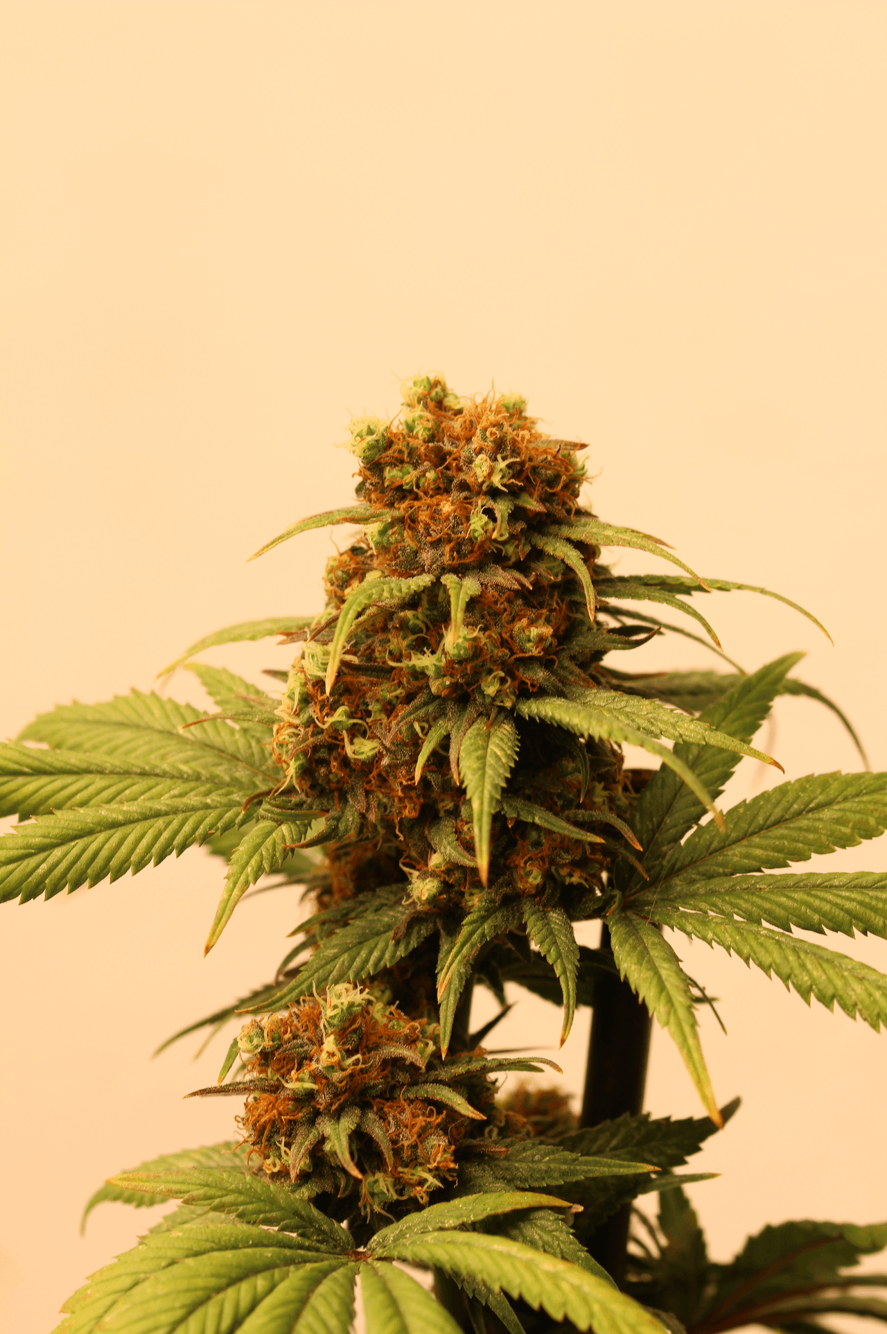 Gorilla N°9 INDOOR CHAMAN CBD