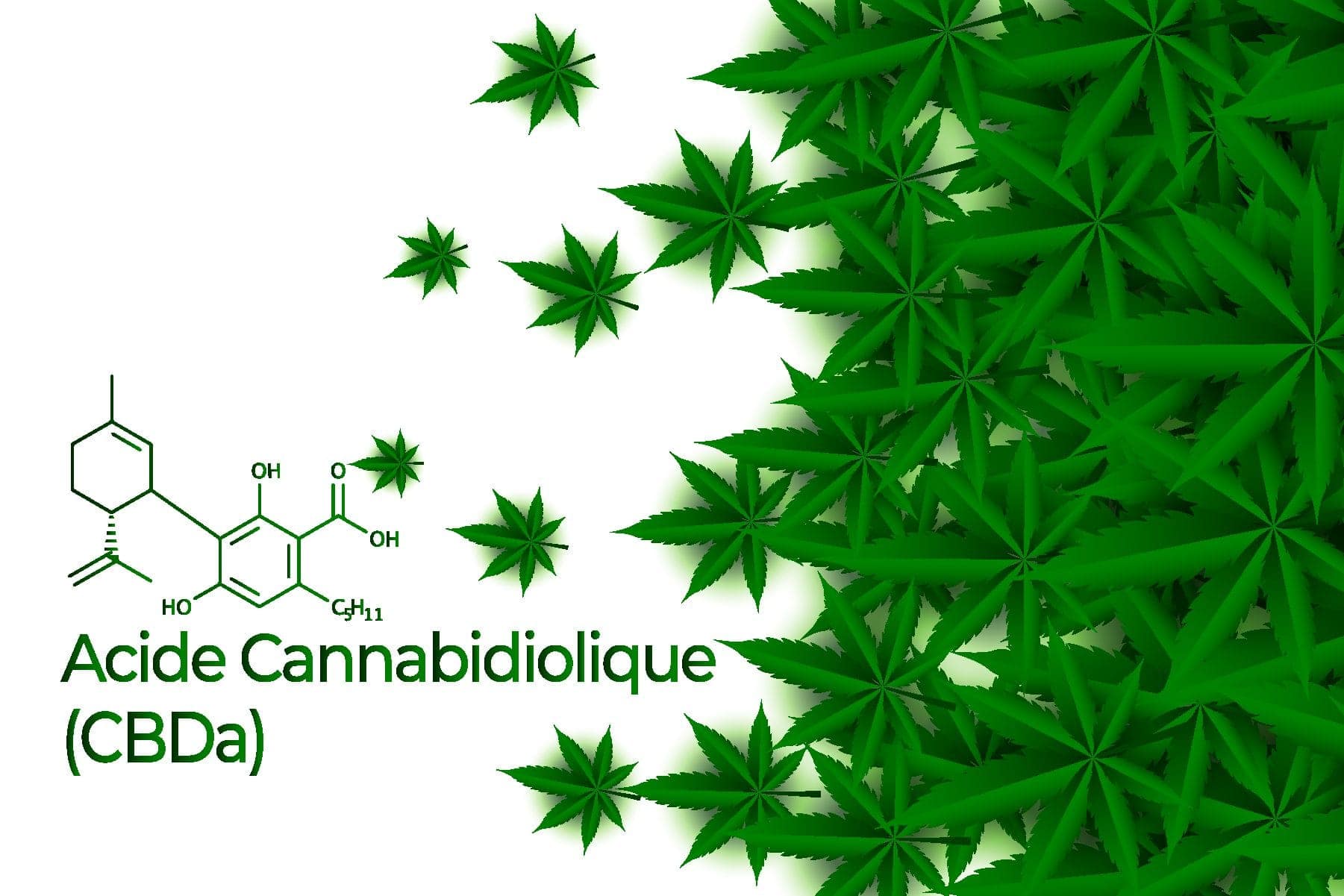 Qu'est-ce que le CBDa et en quoi est-il différent du CBD?