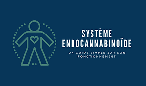 Système Endocannabinoïde