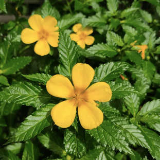 Damania - infusion ou à fumer / Substitut tabac