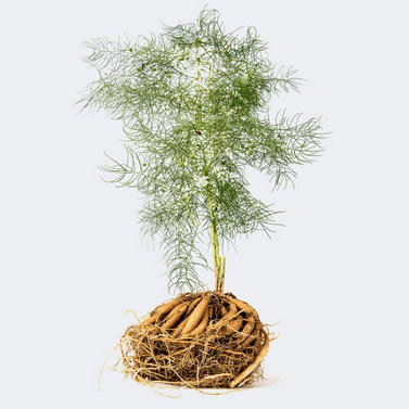 Infusion thai secrets pour les femmes Shatavari