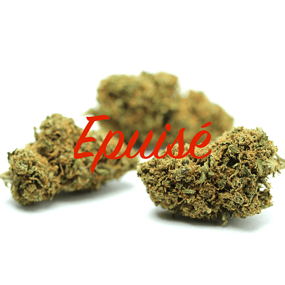 Harlequin N°9 Chaman CBD