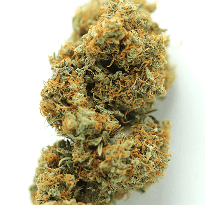 Fleur Gorilla 9 INDOOR