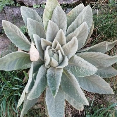 Molène -Infusion ou à fumer / Substitut de tabac