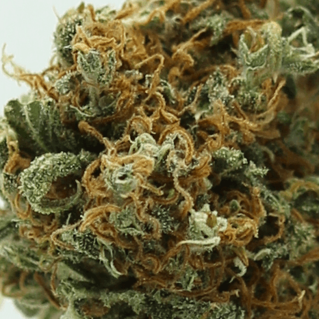 Gorilla 9 CHAMAN CBD