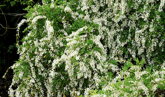 Derris Scandens Plant