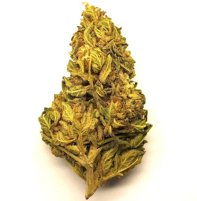 Butter Skunk grosses têtes