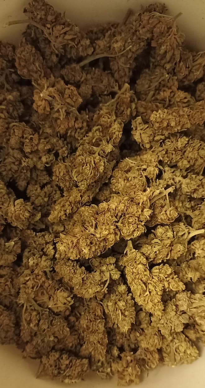 Papaya Pop Corn Chaman CBD