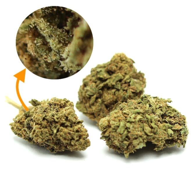 Strawberry Mintz – Image 2