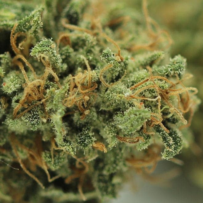 trichomes de la fleur Champagne CBD, exclusivité Chaman CBD