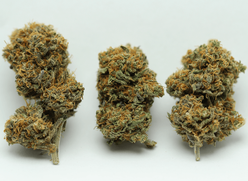 Gorilla 9 INDOOR – Image 5